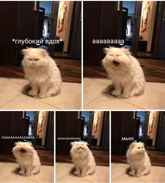Мем, Миски Маус