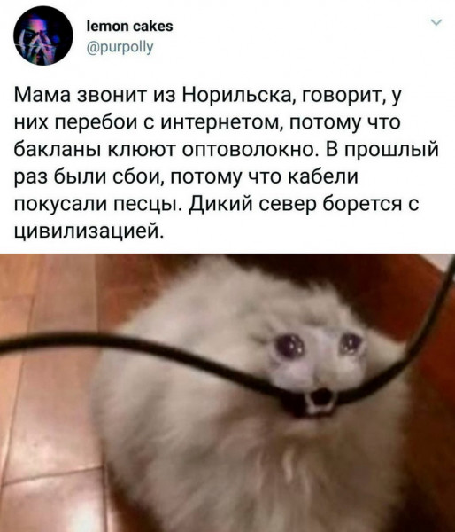 Мем, Брюттон