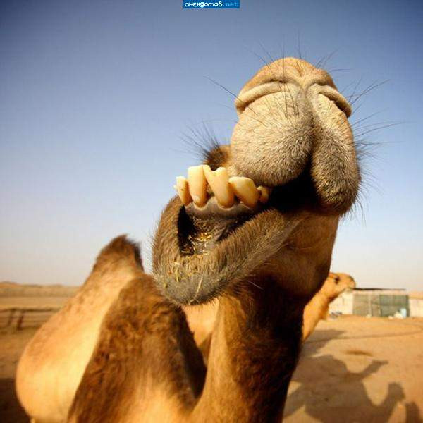 Мем: У верблюда два горба, потому что жизнь - борьба, Леонид Хлыновский