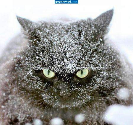 Мем: Снежный ниндзя, Леонид Хлыновский