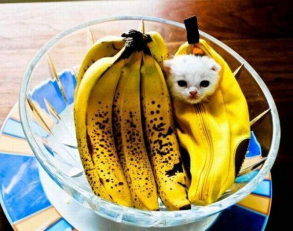 Мем: Йа бананчег!, Леонид Хлыновский
