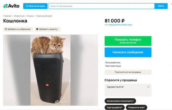 Мем: кошку-диджея за 81 тыс продают в Магнитогорске, henh