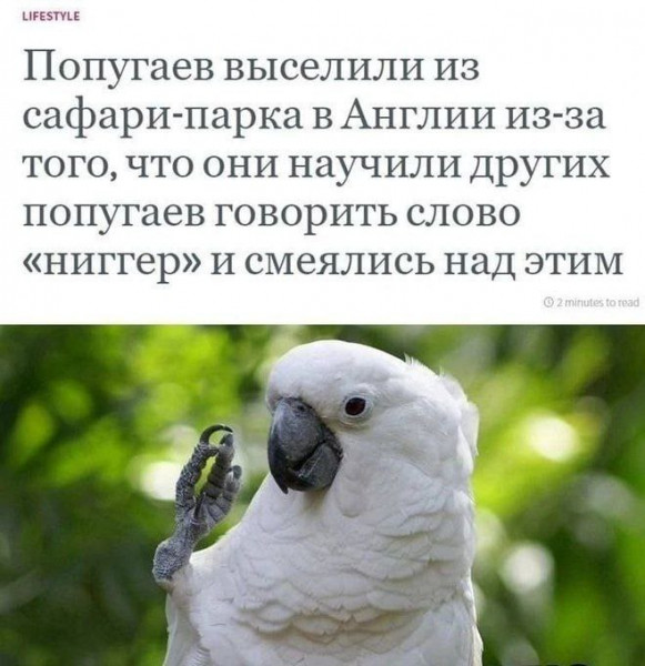 Мем: И до попугаев уже доебались…, Максим Камерер