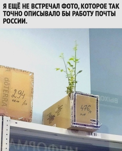 Мем: Однако, за время пути цветочки смогли прорасти, acorn2007