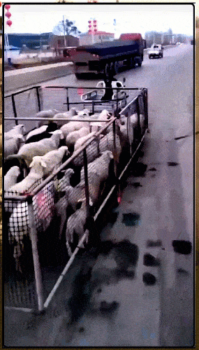 Мем: Чтоб ни одна овца не заблудилась!, Серж Скоров