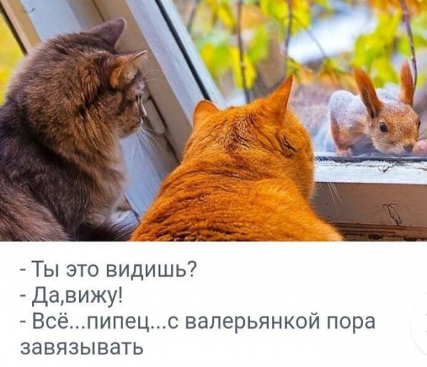 Мем: Белка в окне, Fedor Timofeev