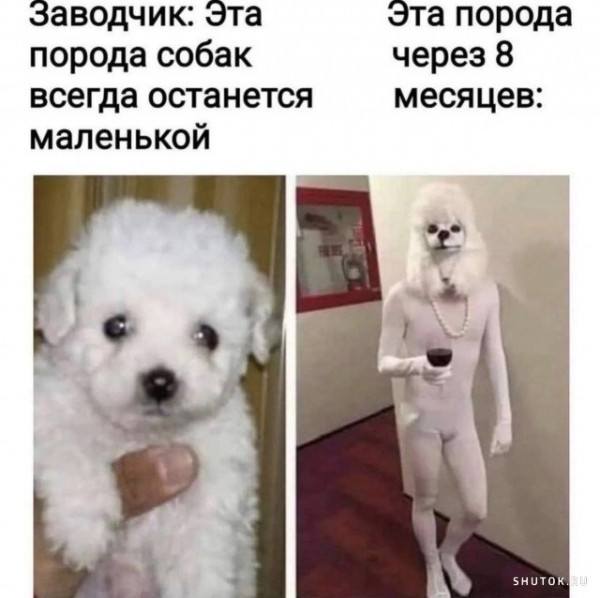 Мем, Джокер