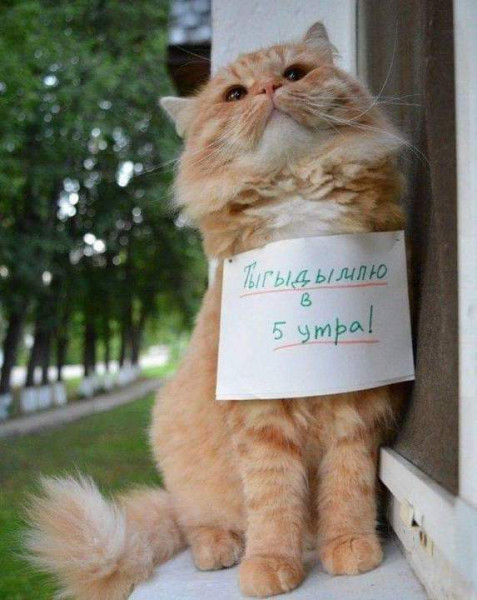 Мем: Кот наказан, но не сломлен!, Леонид Хлыновский