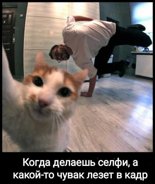 Мем, Рысь