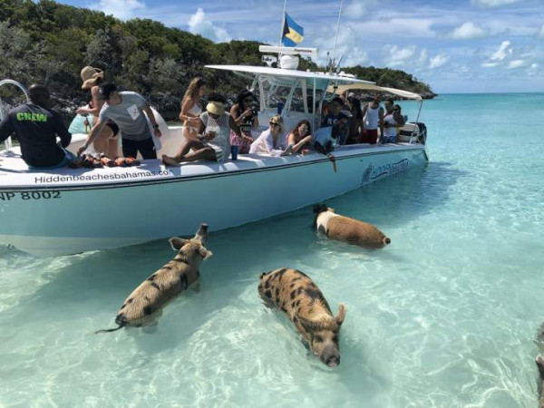 Мем: Морские свинки на Багамах, Леонид Хлыновский