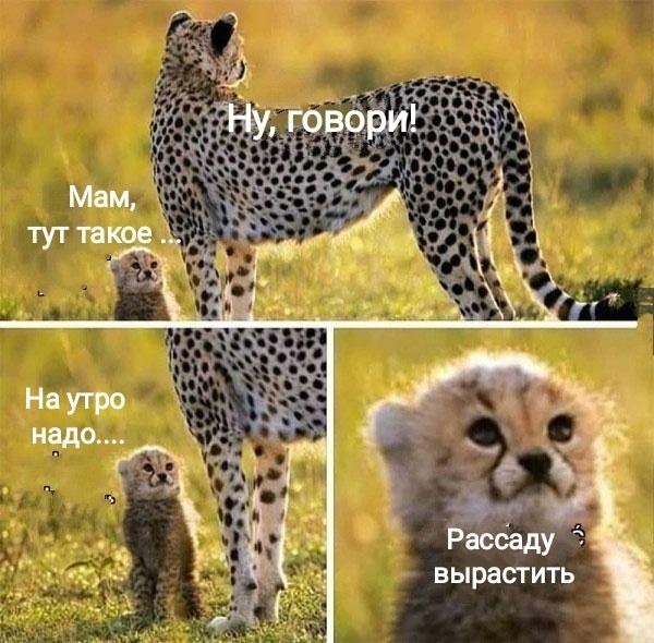 Мем, Рысь
