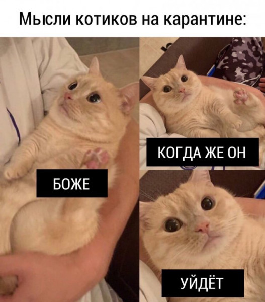 Мем, Микки Маус