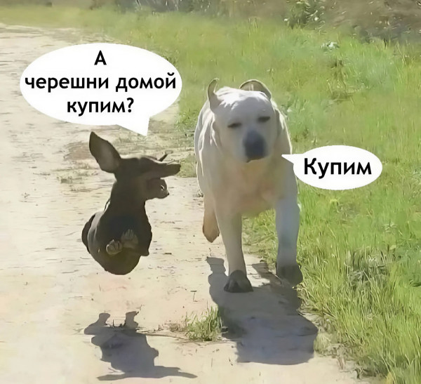 Мем, Mghost