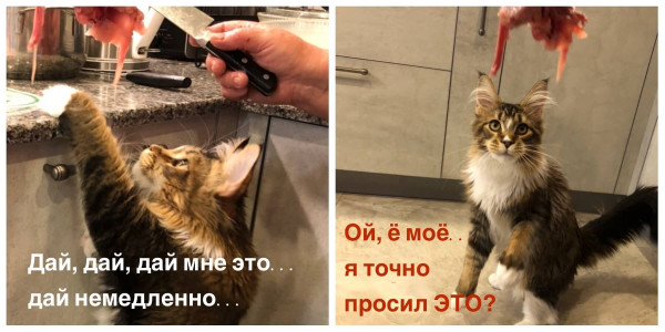 Мем, Микки Маус