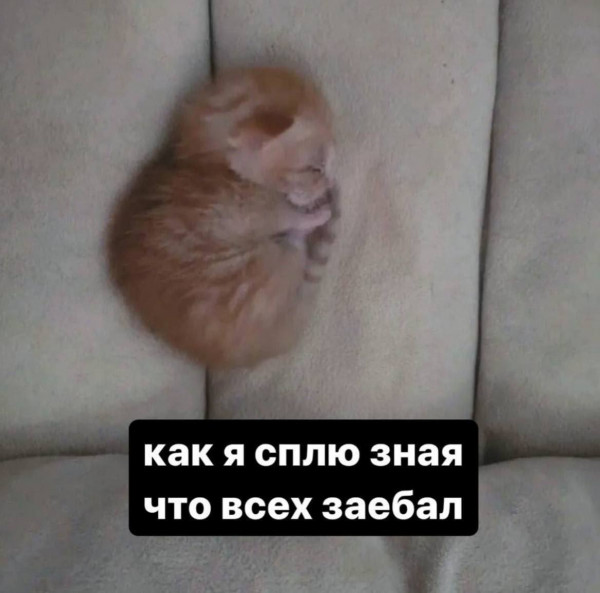 Мем, Максим Камерер