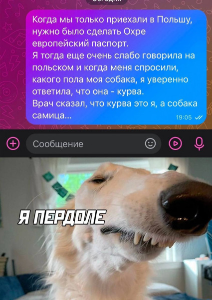 Мем: Польский язык и животные., henh