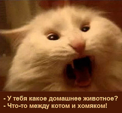 Мем, Микки Маус