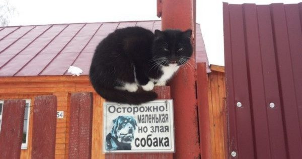 Мем, Микки Маус