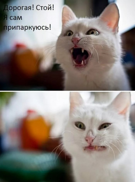 Мем, Микки Маус