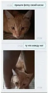 Мем, Микки Маус