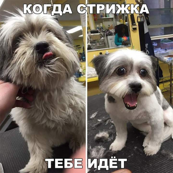Мем, Леонид Хлыновский