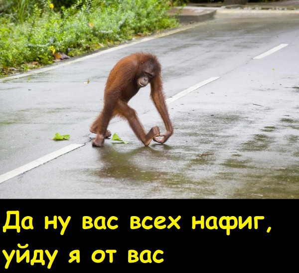 Мем, Лис Интересный