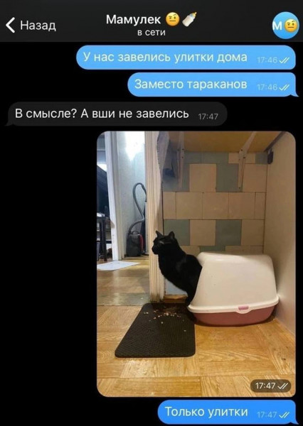 Мем: Котоулитка, henh