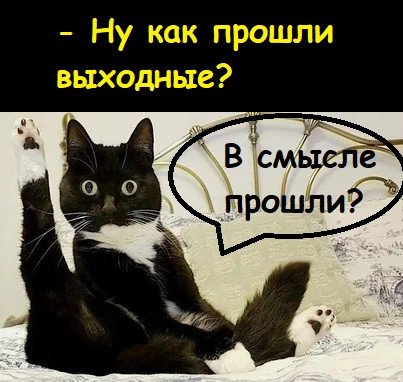 Мем, Лис Интересный