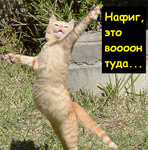 Мем, Лис Интересный