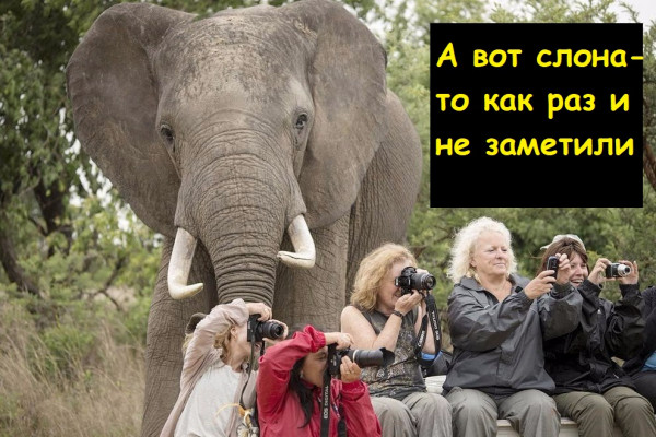 Мем, Лис Интересный