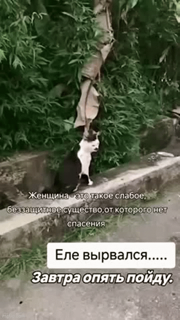 Мем, Ymir