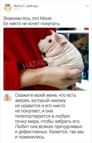 Мем, Ashmedai