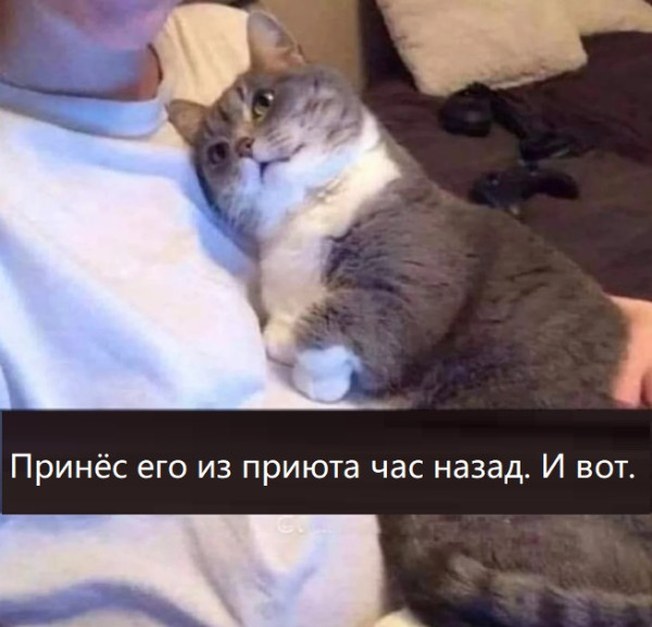 Мем, immar