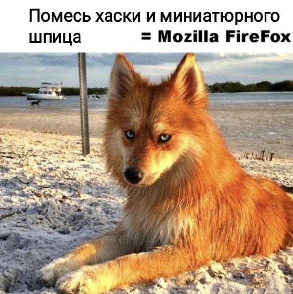 Мем, Рысь