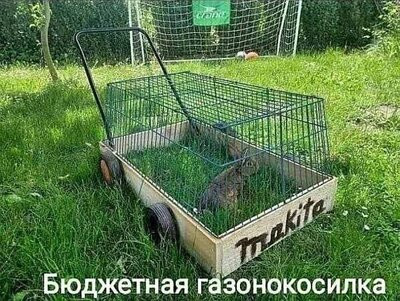 Мем, TRnD