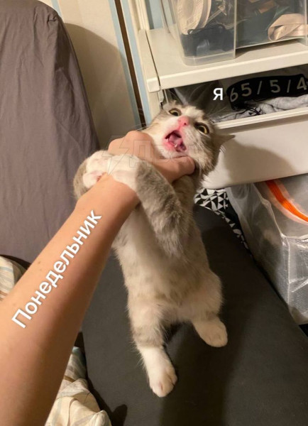 Мем: Состояние сегодня утром., henh
