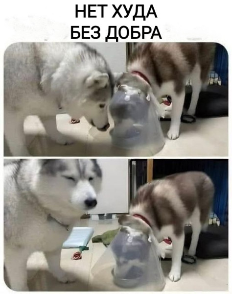 Мем, Рысь