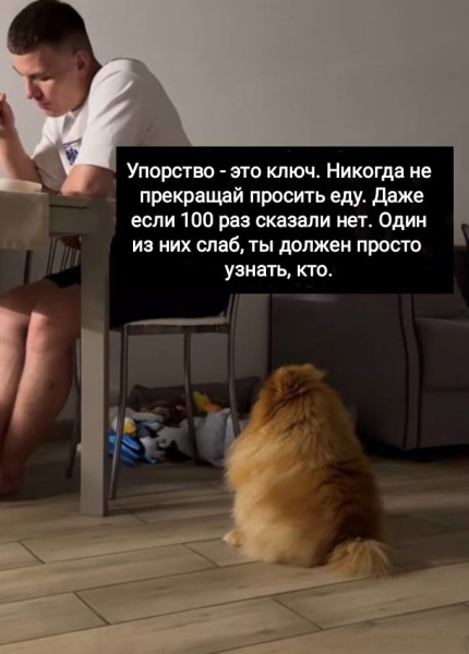 Мем, Рысь