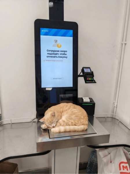 Мем: Кот не продаётся!, henh