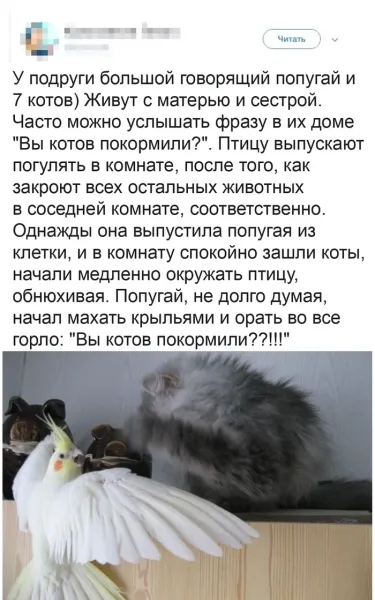 Мем, Смехалка