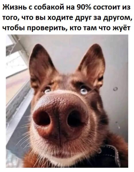 Мем: Особенность жизни с собакой., henh