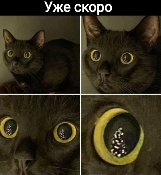 Мем, Рысь