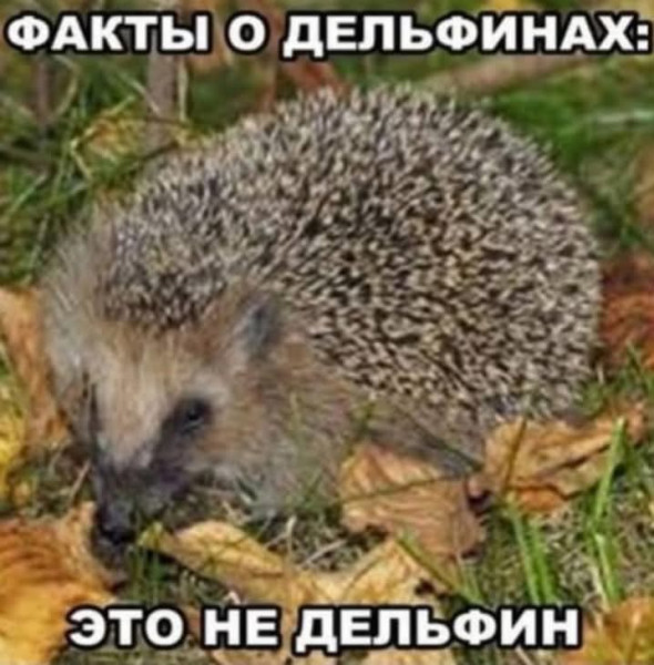 Мем, Jonas