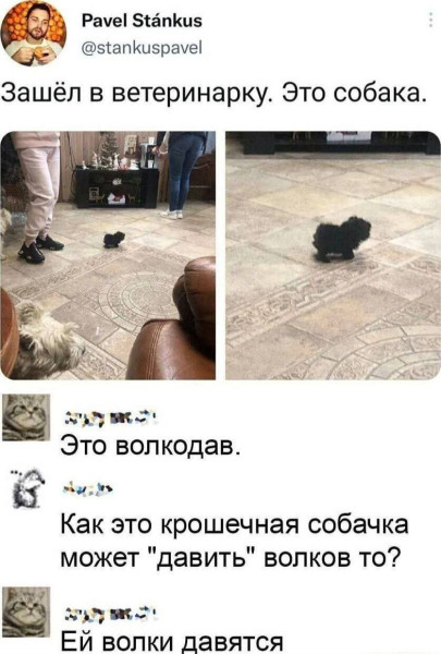 Мем, Ashmedai Мем, Ashmedai