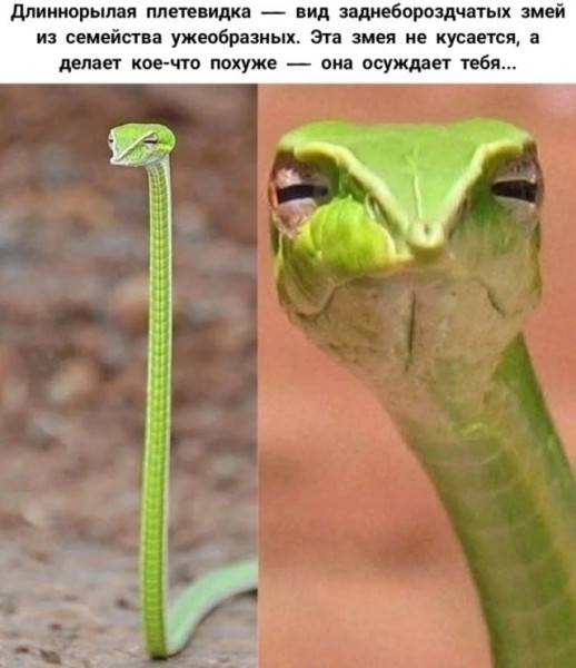 Мем, Sizzano