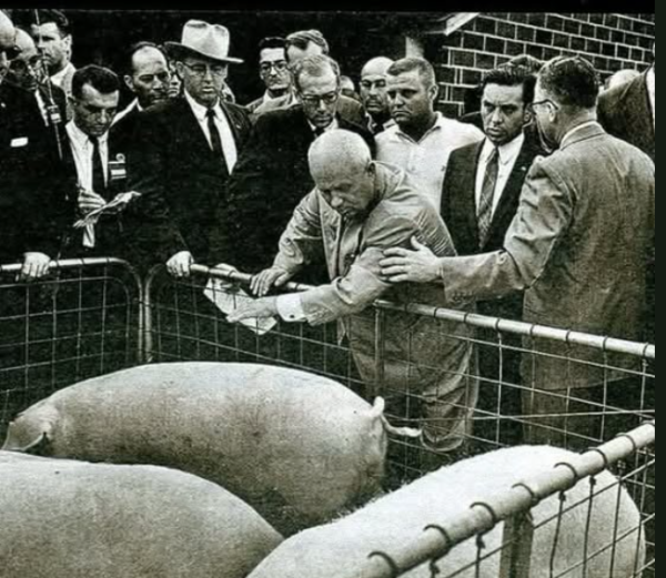 Мем, immar Мем, immar