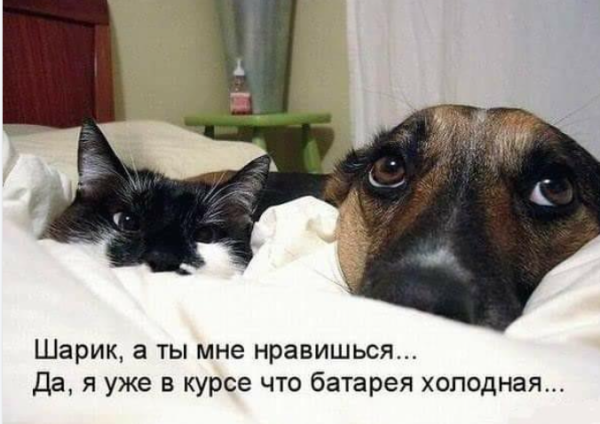 Мем, immar