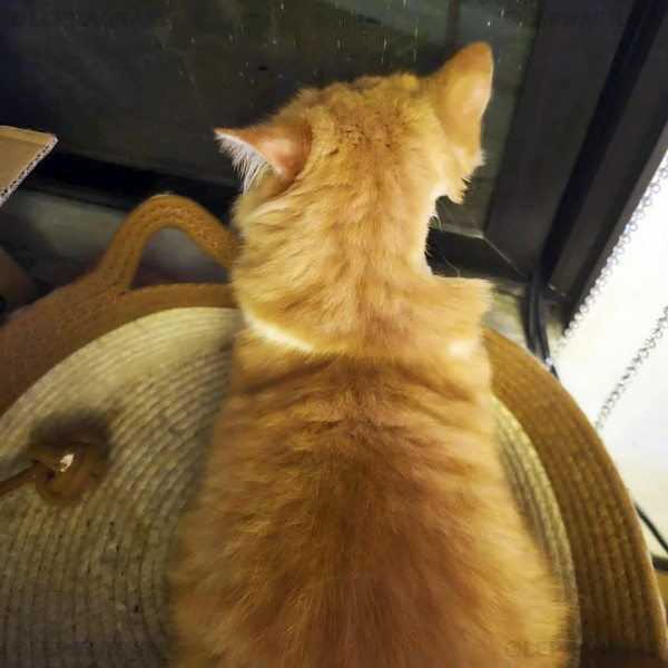 Мем: Девушка отвезла своего кота к ветеринару, где ему потребовалось побрить шею, чтобы провести обследование — теперь котик выглядит так, будто от него кто-то откусил огромный кусок., henh