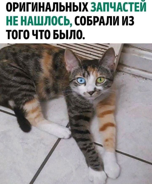 Мем, Максим Камерер