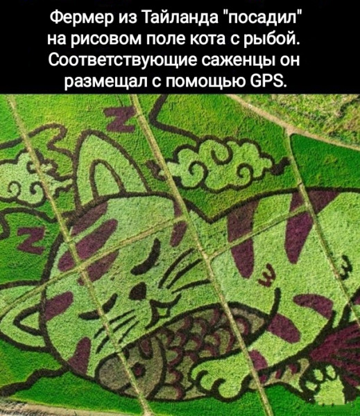 Мем, Рысь